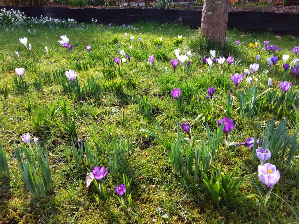 Erste Frühlingsboten im Garten und in Wald und Flur, Teil 2 - Seite 6 20210336