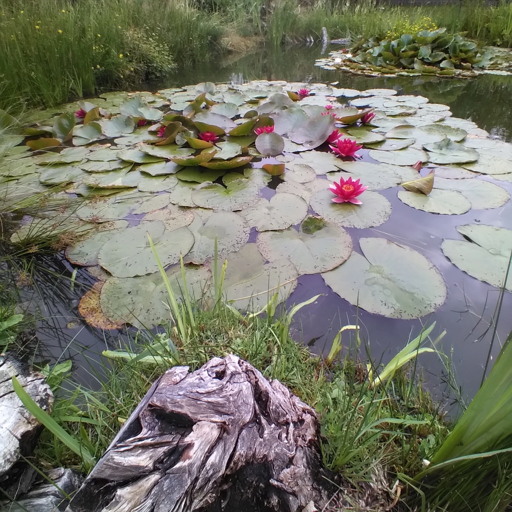 Vorhin am Gartenteich 20210715