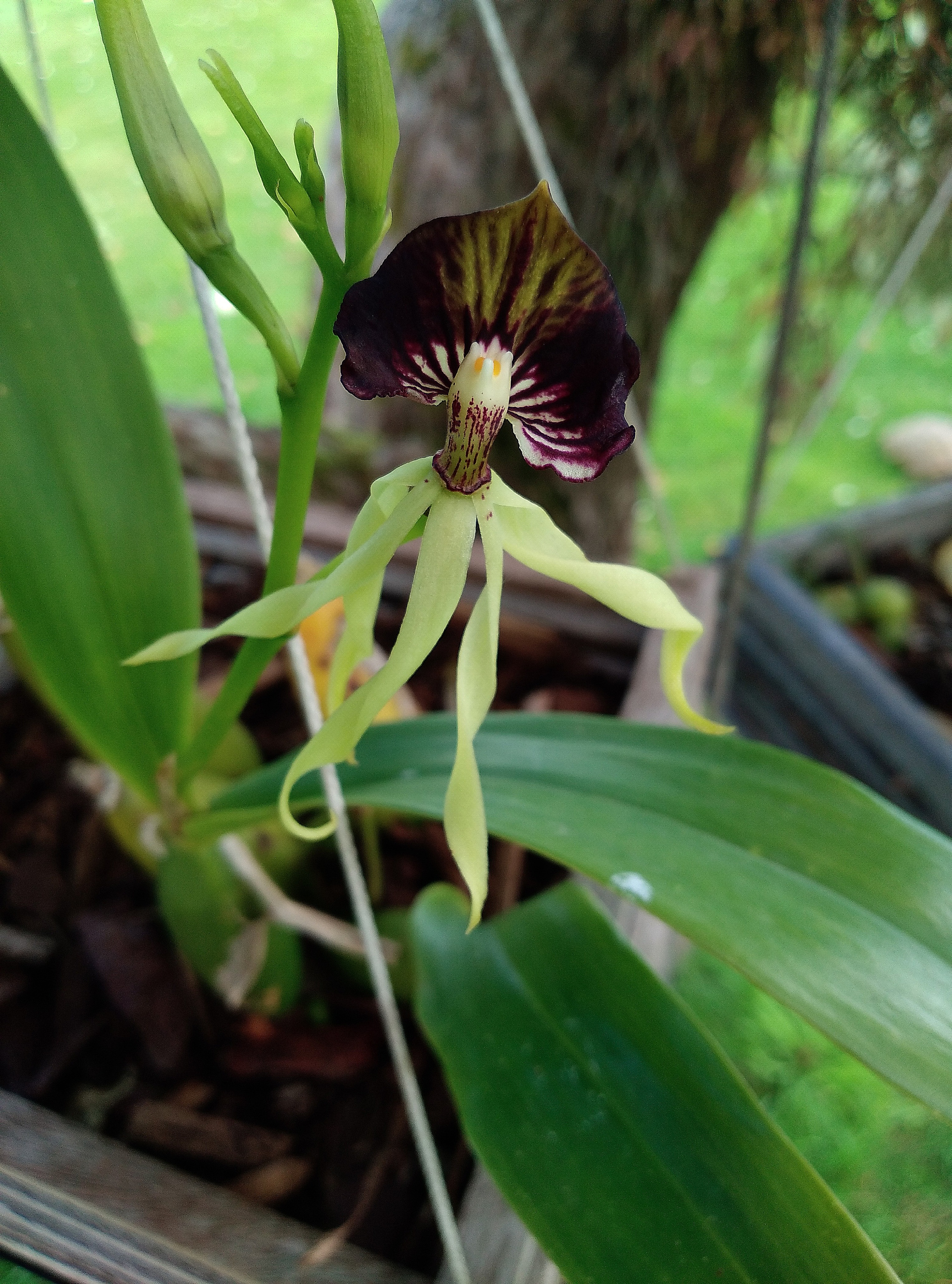 Orchideen 2022 - 202X Teil 4 - Seite 30 Img_1066