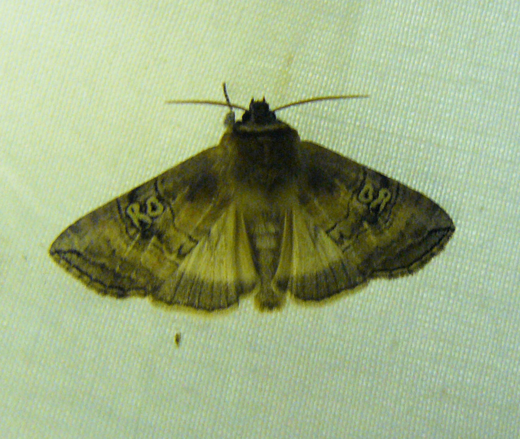 Le papillon RObert : Tethea ocularis 00010