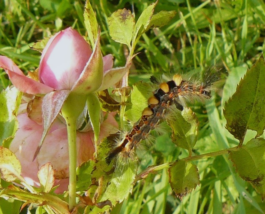 Orgyia antiqua Orgyia10