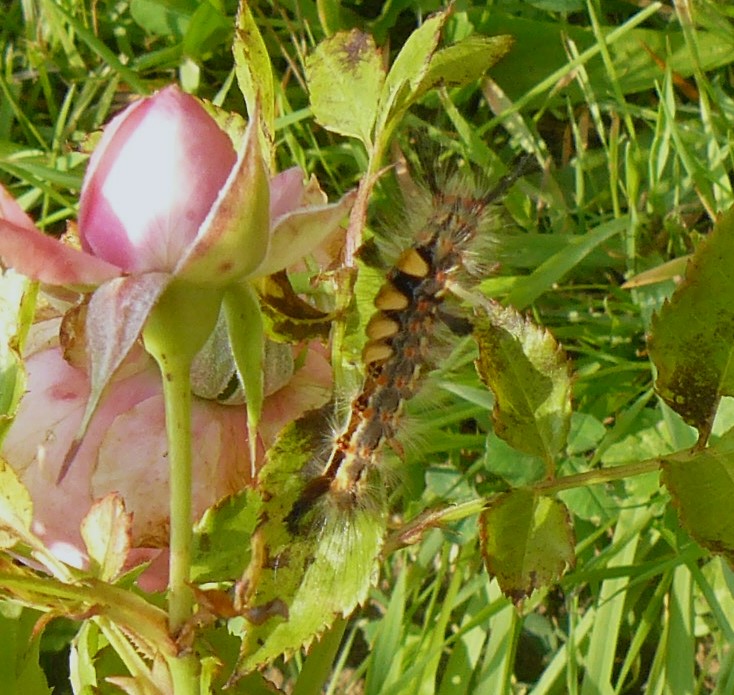 Orgyia antiqua Orgyia11
