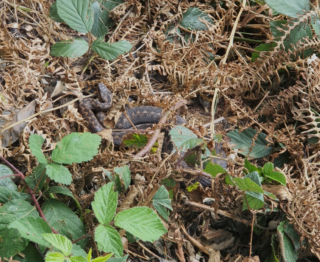 [Vipera berus] Vipère péliade près d'une ruche Vipere10