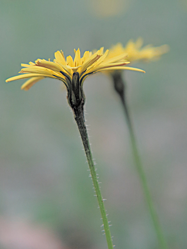 Fleur de cousteline... 1110