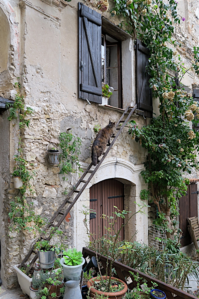 L'échelle des chats cette fois avec l'utilisateur  Chat_010