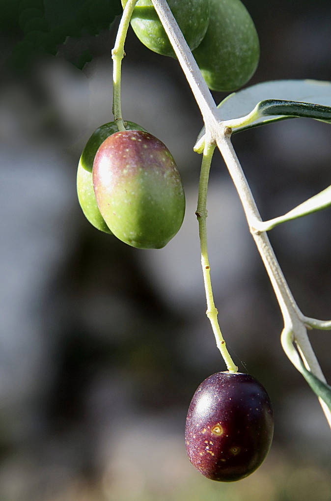 La cueillette des olives + quelques photos du fruit. Forum_34