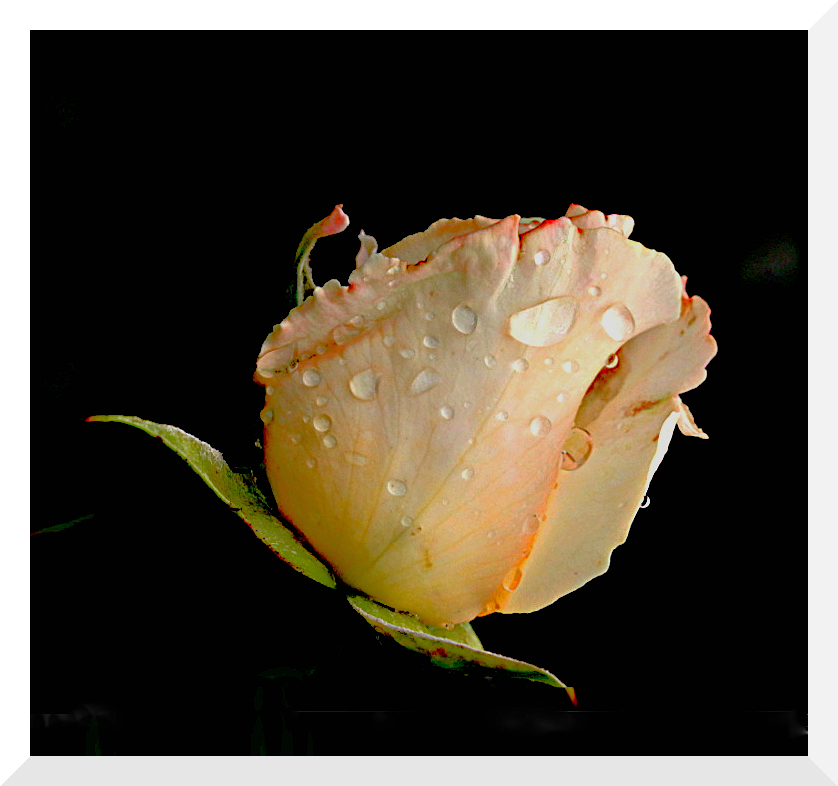 [Macro_et_Proxy]  ☞ La rose Gimp_r10