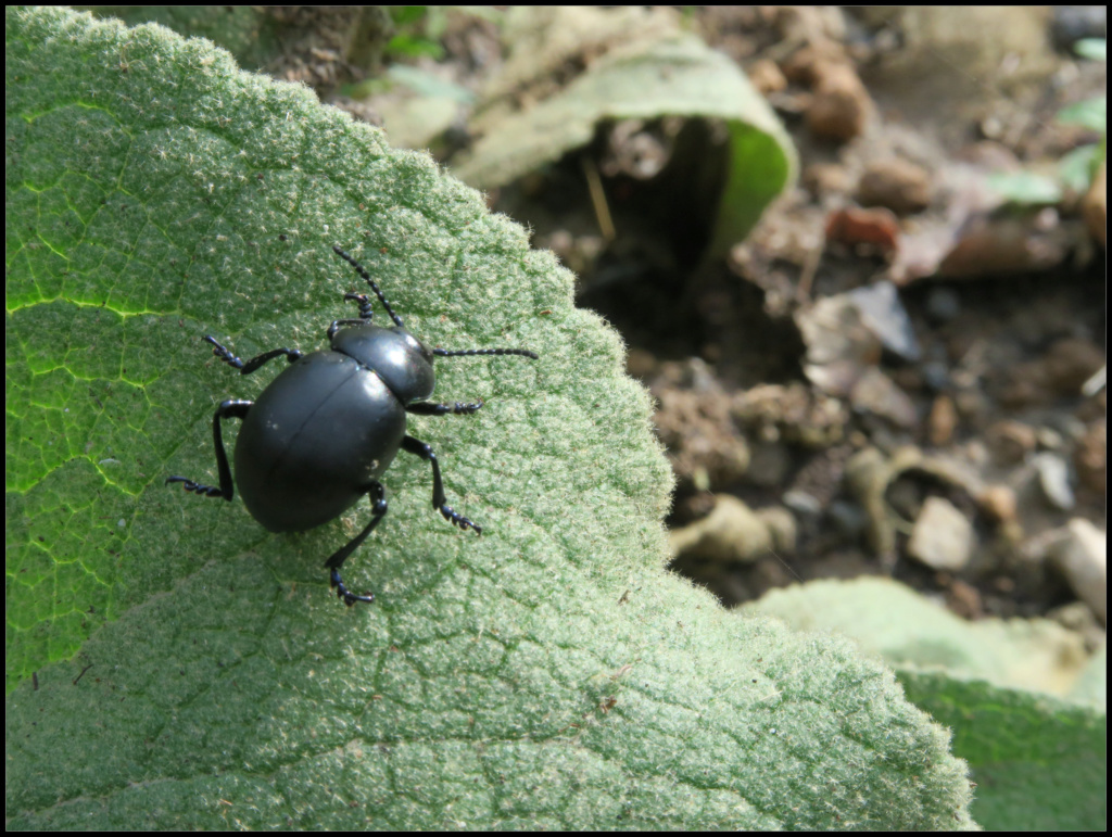 Le scarabée noir Le_sca10