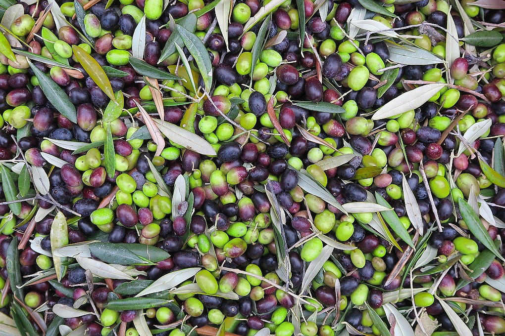 La cueillette des olives + quelques photos du fruit. Olive_10