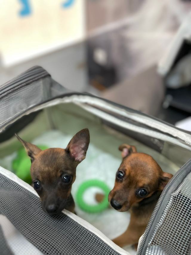 2 puppy's bij de vuilnis gezet 31540710