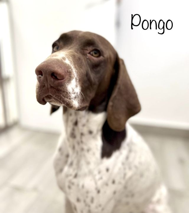 Ra Pongo 32811110