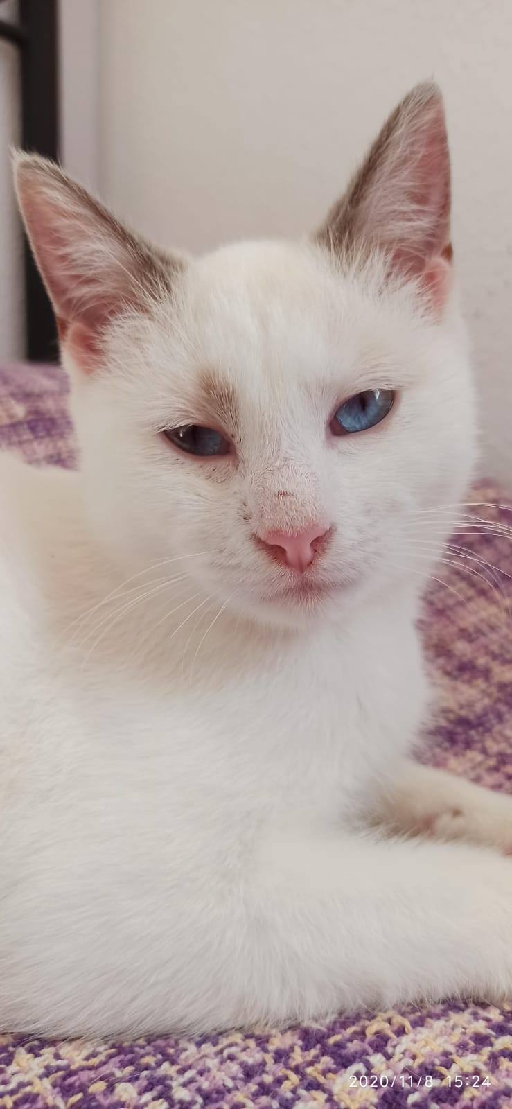CA Cherie Cherie10