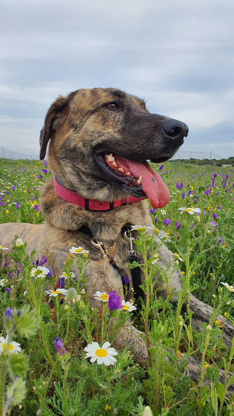 CA Nana (Gedeeltelijke adoptie) Img-2018