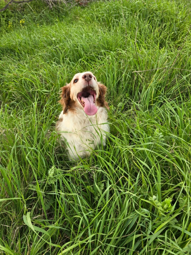 AU - Snoopy - Gedeeltelijke adoptie Img-2537