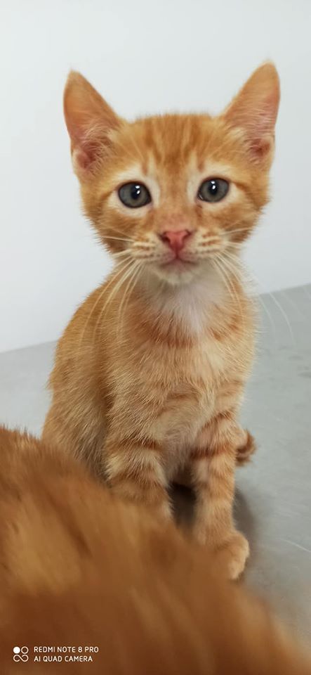 Doos met 4 kittens in een veld achtergelaten Kit210