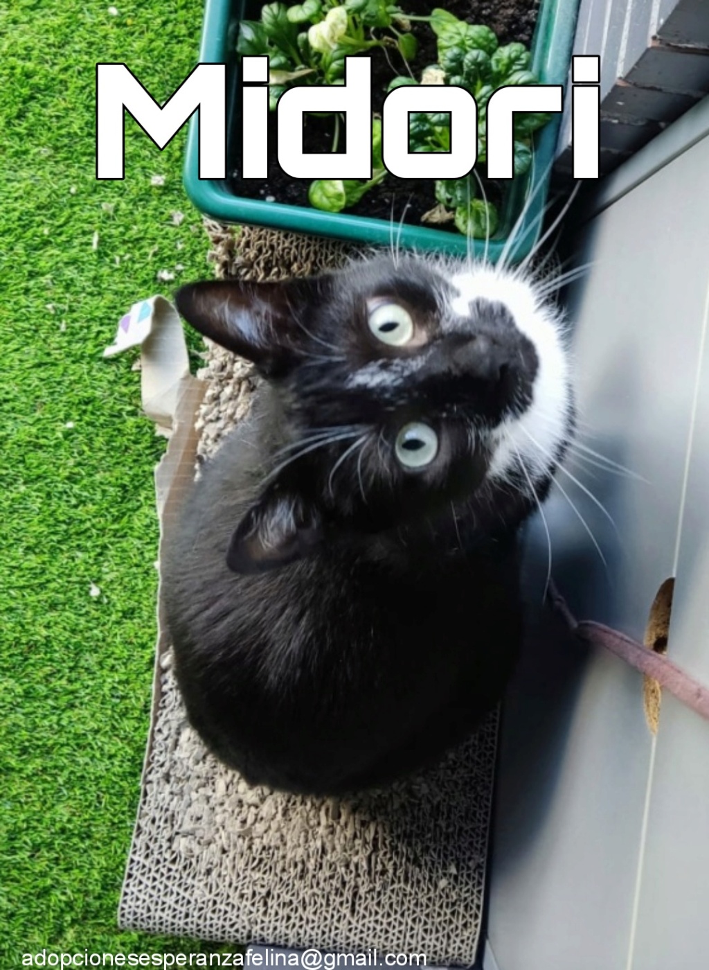 MIDORI, precioso gatito en adopción (F.Nac. 06/01/2017) - Página 3 Picsar10