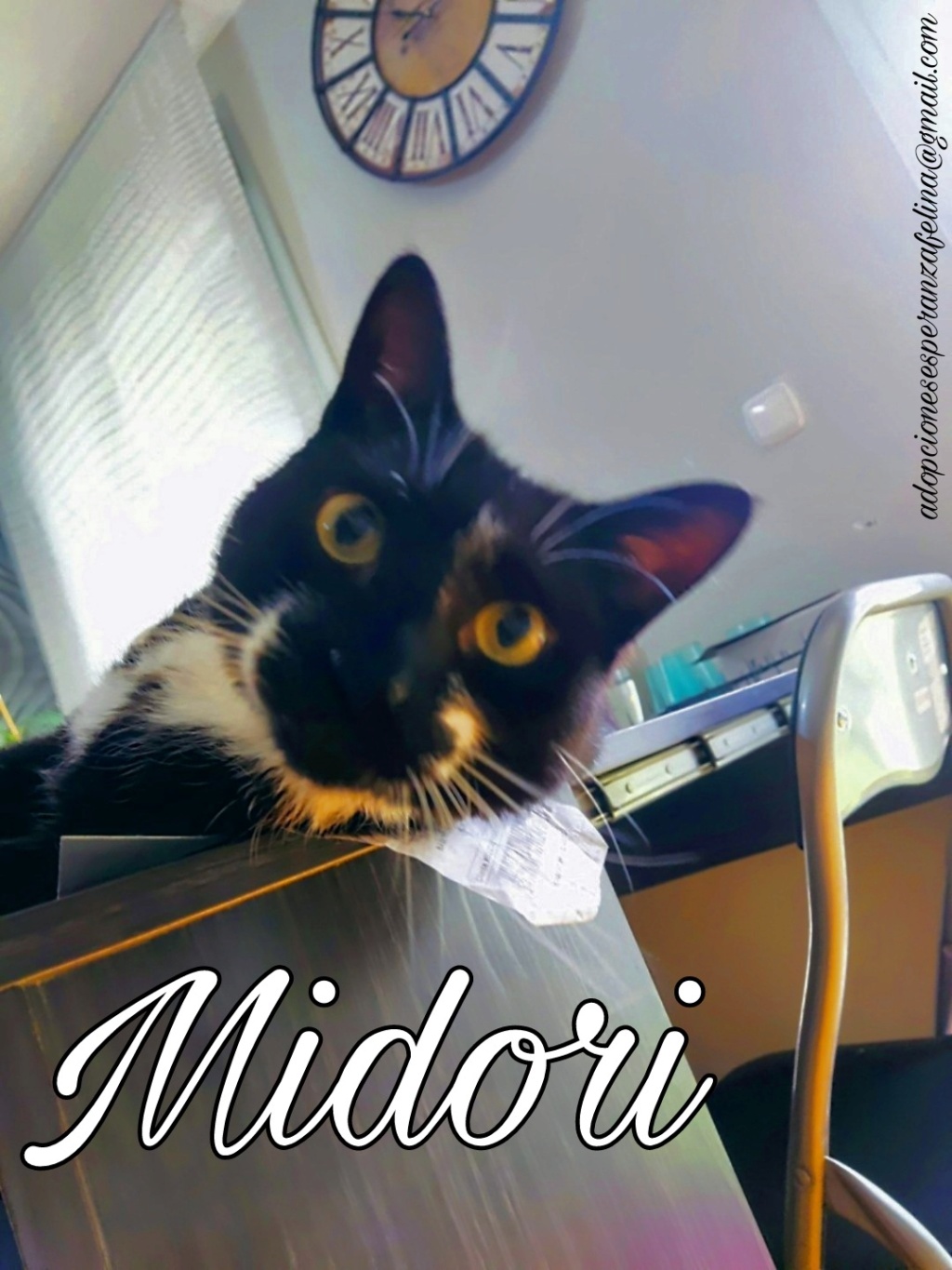 MIDORI, precioso gatito en adopción (F.Nac. 06/01/2017) - Página 3 Picsar13