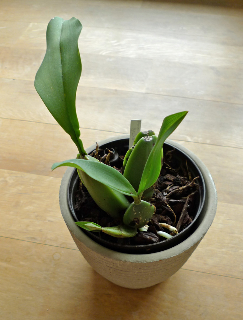 Rückbulben Orchideen - Tipps zu Vermehrung / Kultur gesucht - Seite 2 Orchid16