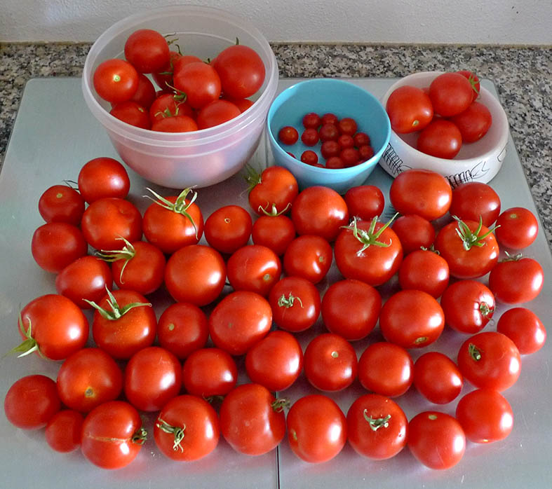 Dachterrasse & Balkon von Spike-Girl - Seite 4 Tomate35