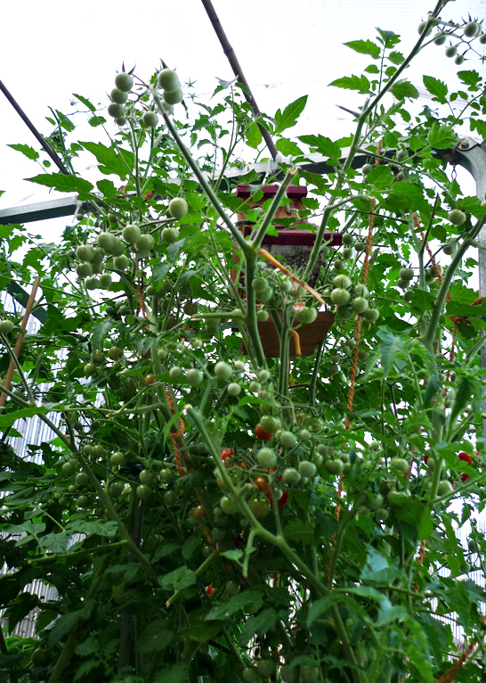 Dachterrasse von Spike-Girl - Seite 7 Tomate41