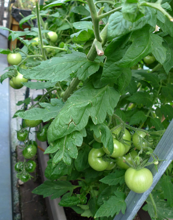 Dachterrasse von Spike-Girl - Seite 7 Tomate42