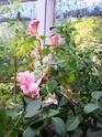 Наши цветы - Страница 35 Img_2416