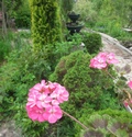 Наши цветы - Страница 36 Img_3043