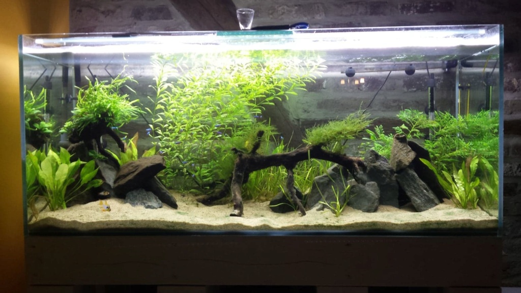 Amazonien 400 litres - Page 2 36820612