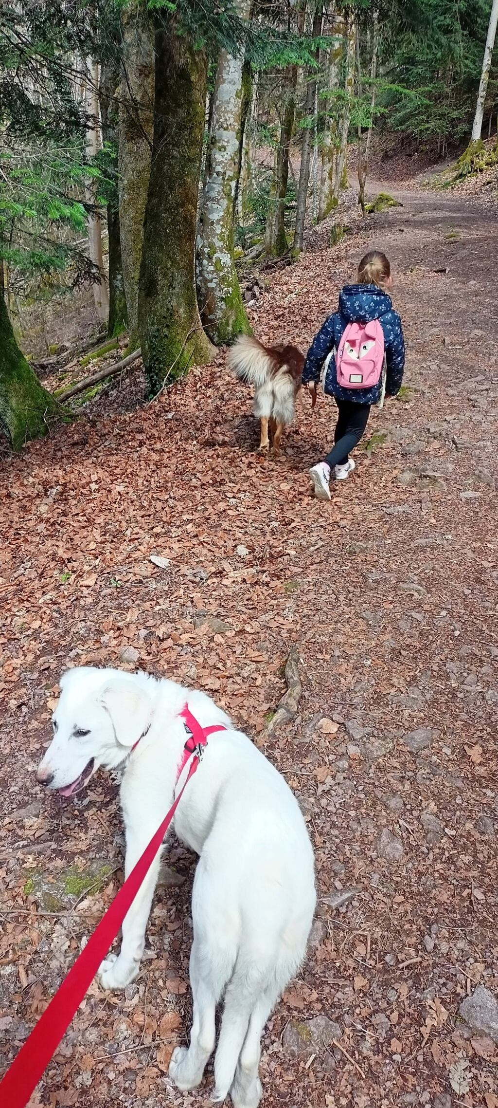 LEONA - femelle croisée de taille moyenne, née janvier 2017 (PASCANI) - adoptée par Nicolas (67) - Page 6 Img20234