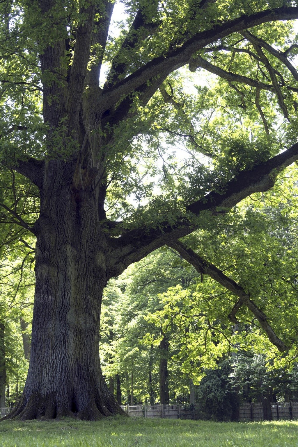 Les arbres admirables du domaine de Versailles Rc3a9m10