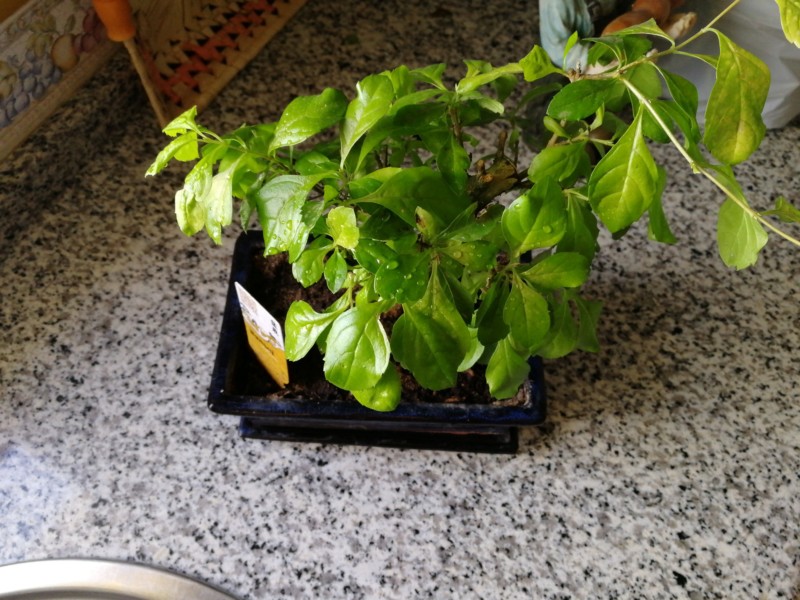 Identificar bonsai 20180712