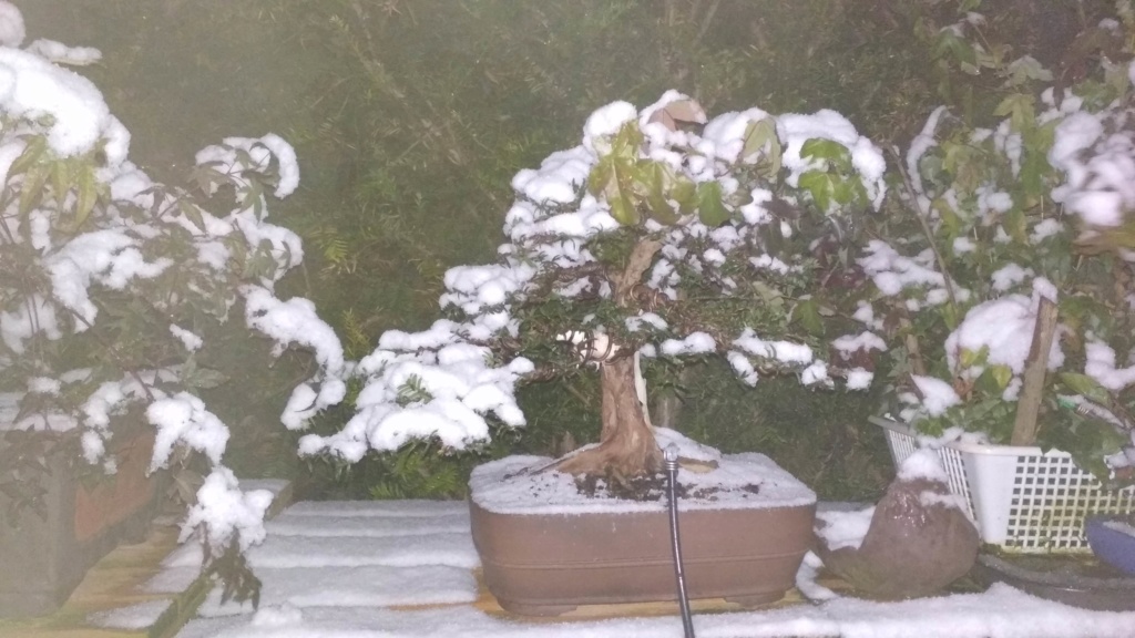  Primeros copos de nieve de la temporada en mi jardín Img_2044