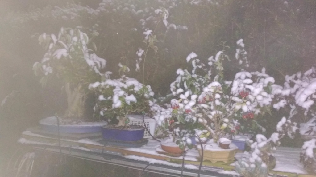  Primeros copos de nieve de la temporada en mi jardín Img_2048