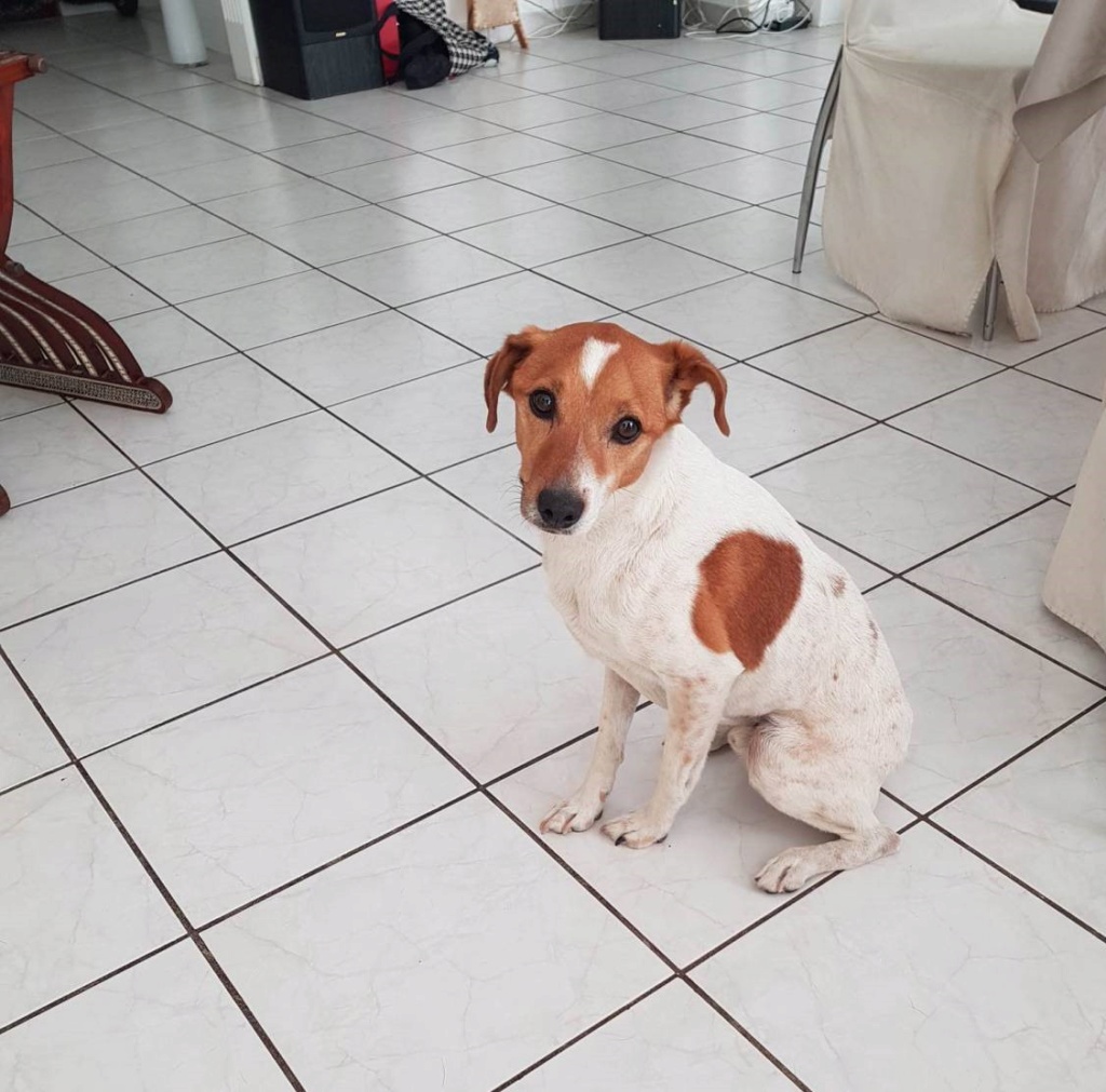 Adopter un jack russel de 9 ans - vos avis Parson10