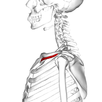 muscle sub clavier  Subcla10