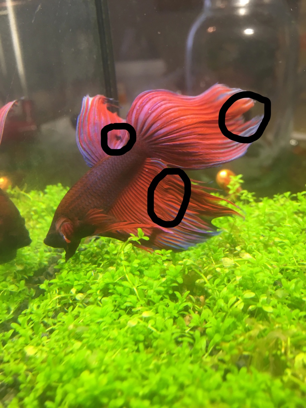 AIDE mon betta est blessé Inked410