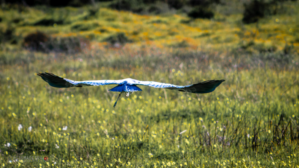 Garça-real - Ardea cinerea Garza_10