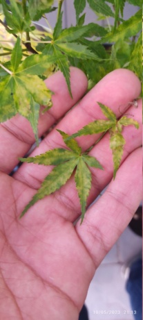 Identificación enfermedad Acer Palmatum Katsura  Img_2073