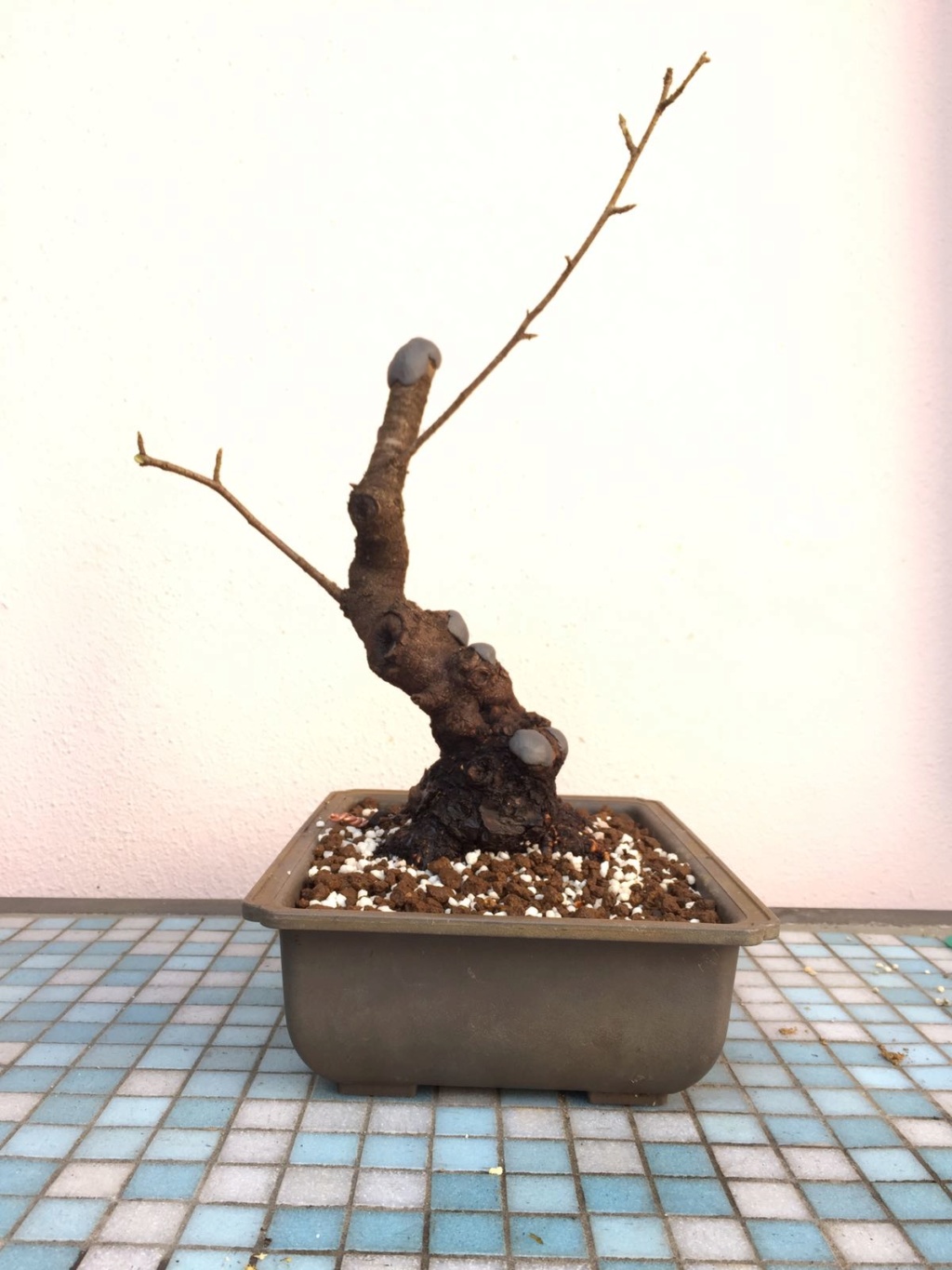Prunus mahaleb Img-2011