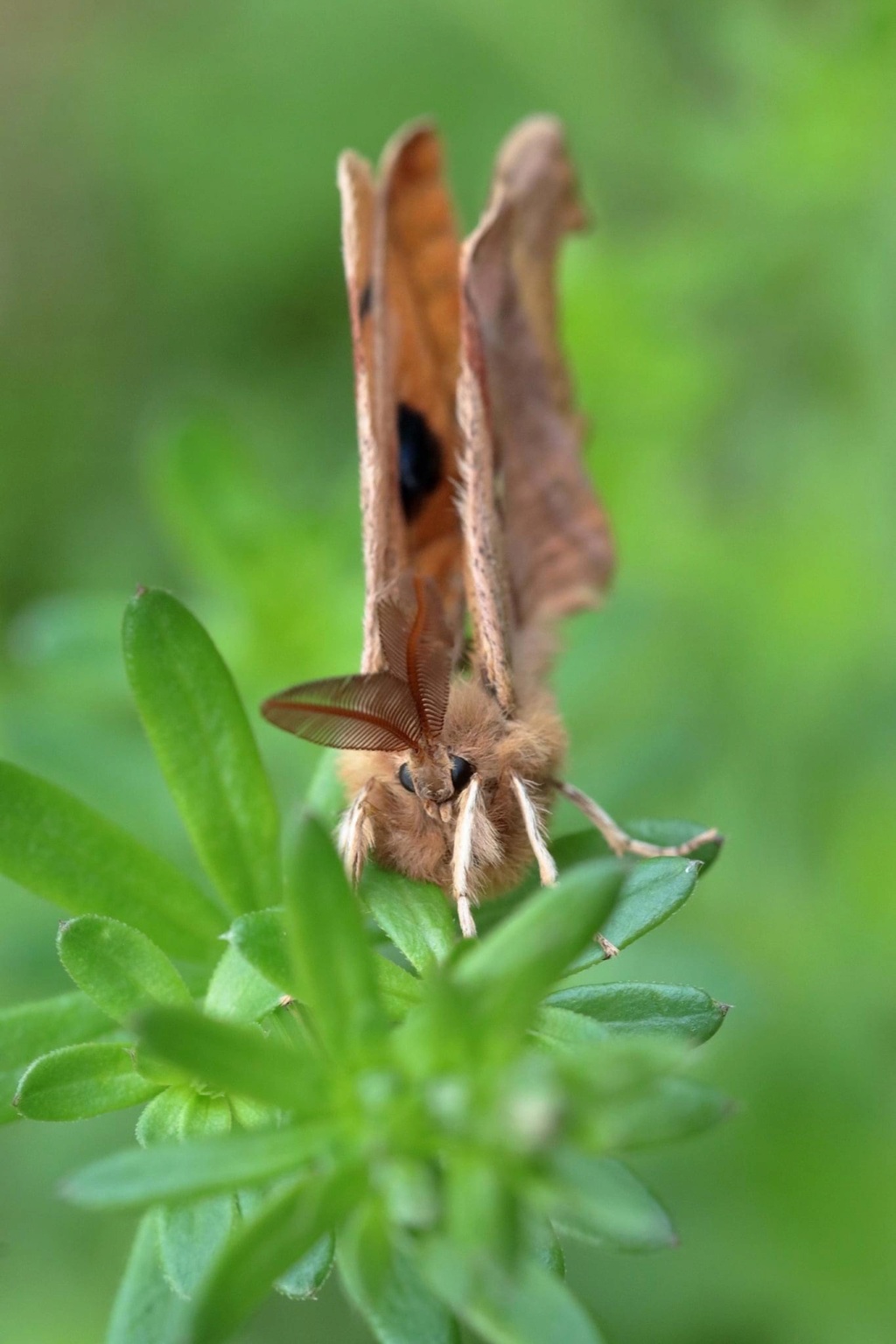 [Aglia tau] Papillon nocturne a un point blanc C8bd7e10