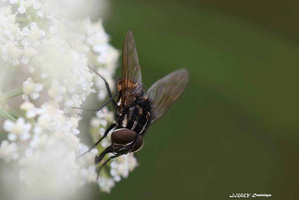 Graphomya maculata ? Grapho11