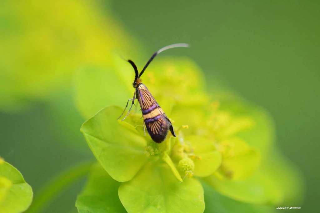 [Adela croesella] Nemophora Nemoph11