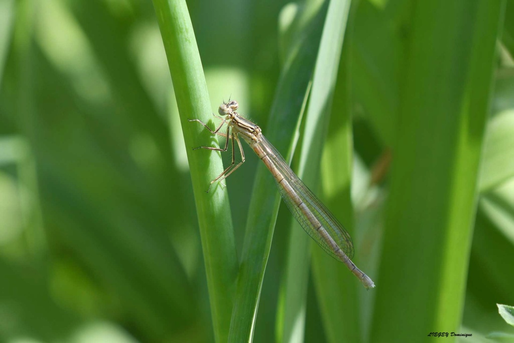 Agrion Platyc10