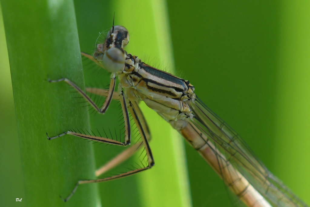 Agrion Platyc11