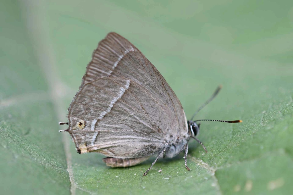 [Favonius quercus] Satyrium  spini, La Thécla des Nerpruns Satyri10