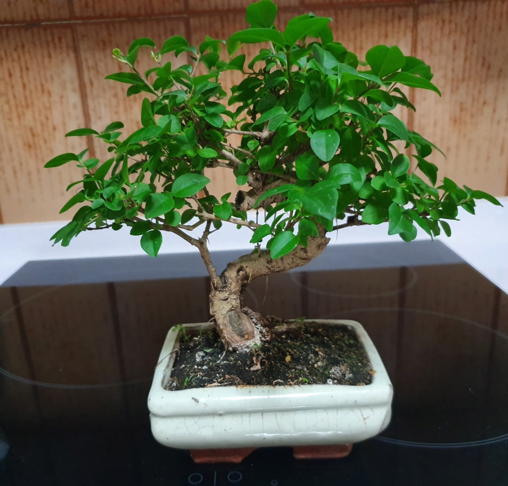 Identificar bonsai 20190911