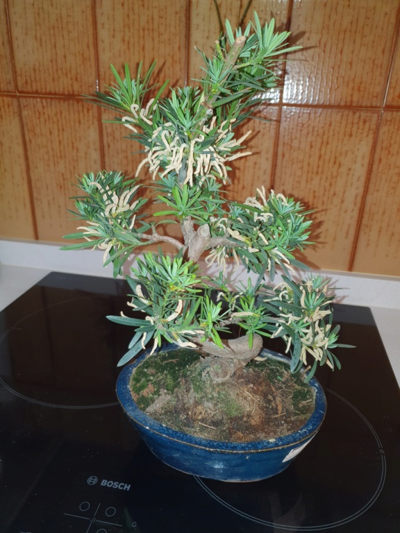 Identificar bonsai 20210510