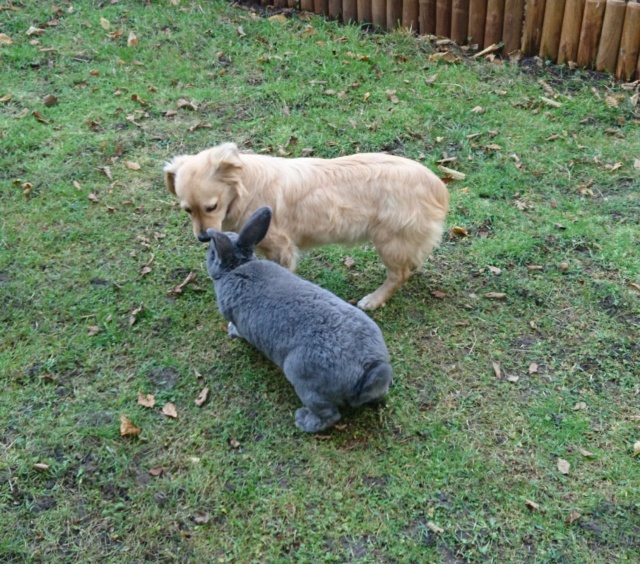 SPIK - Chiot mâle, croisé - taille moyenne à l'âge adulte - Né environ mi juin 2019 - Adopté par Geneviève (74)  _2019110