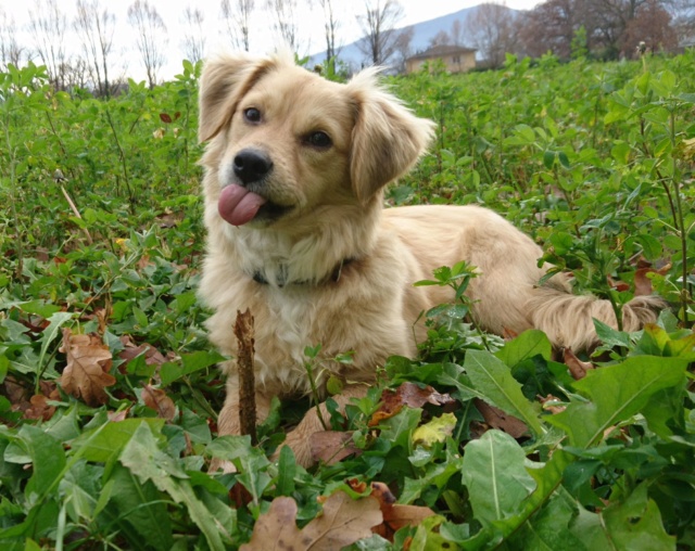 SPIK - Chiot mâle, croisé - taille moyenne à l'âge adulte - Né environ mi juin 2019 - Adopté par Geneviève (74)  - Page 2 _2019115