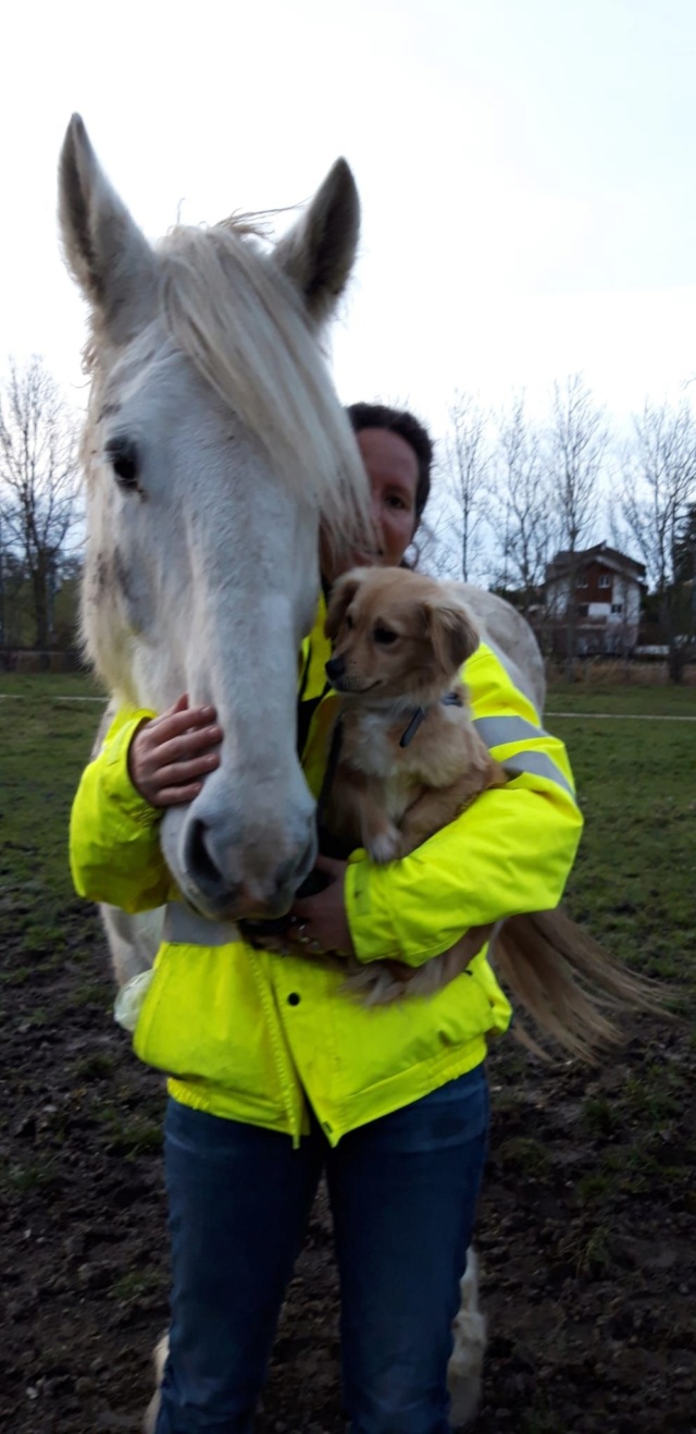 SPIK - Chiot mâle, croisé - taille moyenne à l'âge adulte - Né environ mi juin 2019 - Adopté par Geneviève (74)  Img-2011